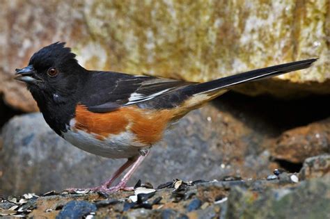 15 Common Brown Birds Found In Kansas Nature Blog Network