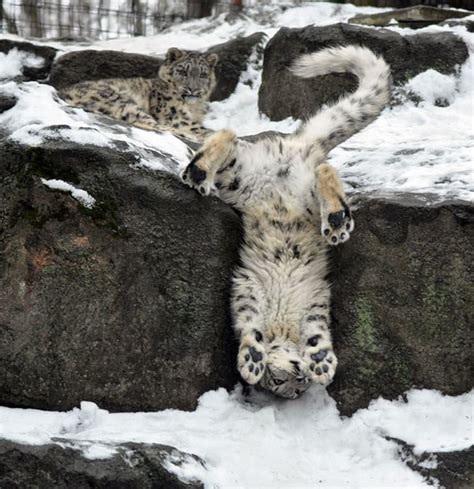 10 Cute Snow Leopard Photos With Intriguing Facts
