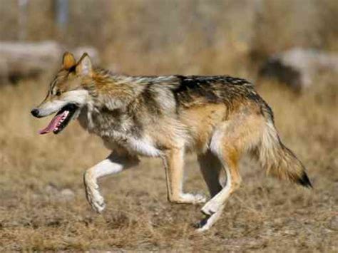 Coexisting With Mexican Gray Wolves Defenders Of Wildlife