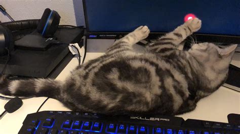 My cat playing games on my pc : catpictures