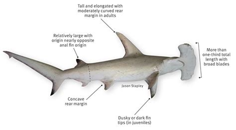 Hammerhead Shark Facts For Kids All About Hammerhead Sharks