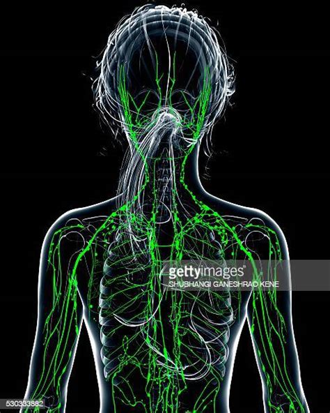 Lymphatic System Anatomy Stock Fotos Und Bilder Getty Images