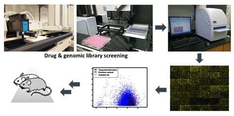 Functional Genomics And High Throughput Screening Department Of