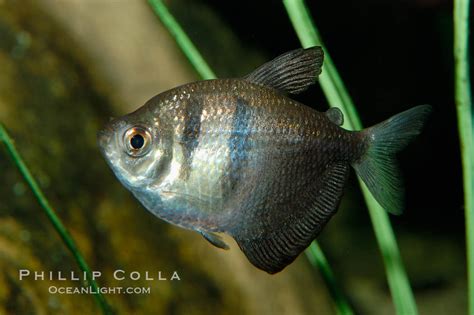 Black Tetra Gymnocorymbus Ternetzi 09328