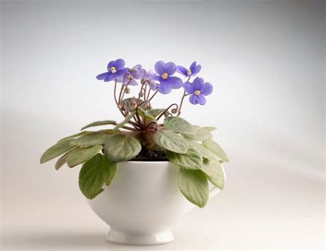 What Size Pot For African Violet My Heart Lives Here