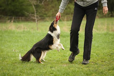 Der Sheltie – wie Shelties wirklich sind – Mockingjay Shelties