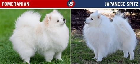 11 Dogs That Look Like Pomeranian Hubpages