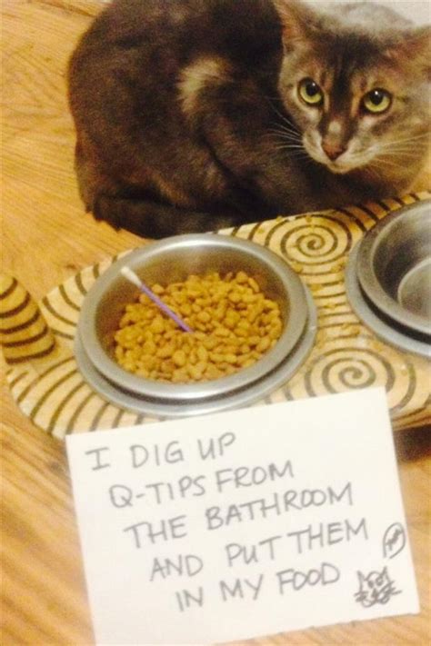 The Best Of Cat Shaming 24 Pics