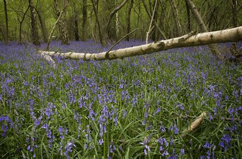 Dorset Bluebells Bluebells In A Wood Near Wimborne Dorset James