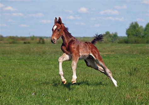 Beautiful Foal Galloping At The Field Stock Image Image Of Meadow