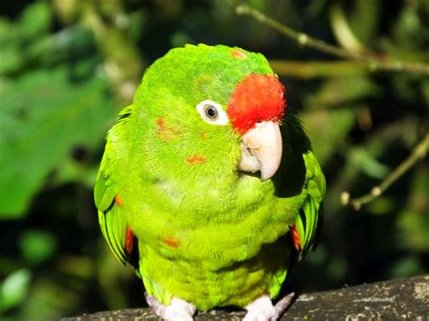 Crimson Fronted Parakeet 2 Costa Rica Living And Birding