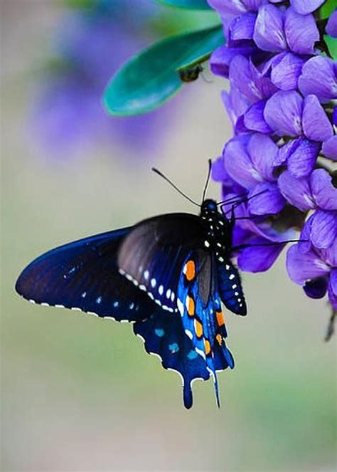 Colorful And Stunning Butterfly Photography Great Inspire