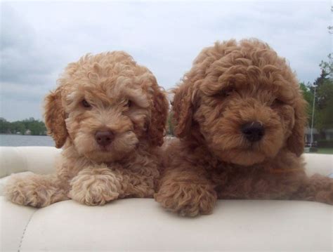 We are a home breeder in east tennessee, specializing in miniature goldendoodles also known as mini goldendoodles. 46 Best images about Mini Goldendoodle on Pinterest | F1b ...