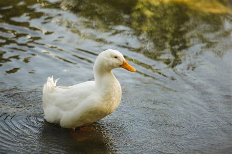 White Duck On Water · Free Stock Photo