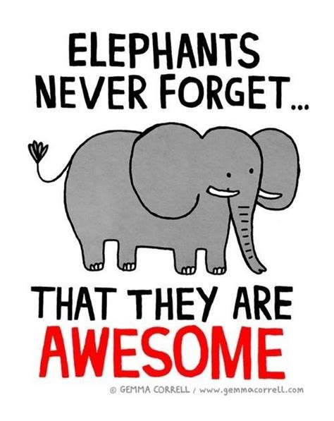 elephants don t forget elephants never forget elephant quotes elephant