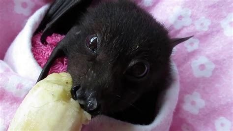 We did not find results for: Baby bat Miss Asha eats a banana - YouTube