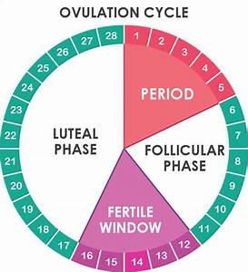 Ovulation Cycle Tracking Basics Beginners Guide When Ttc Stork Mama