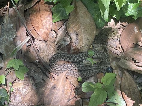 Snake In Virginia Zoo Norfolk Va Rwhatsthissnake
