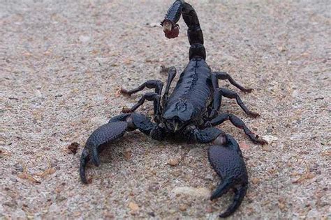 The Majestic Emperor Scorpion A Friendly Pet For Beginners 2023