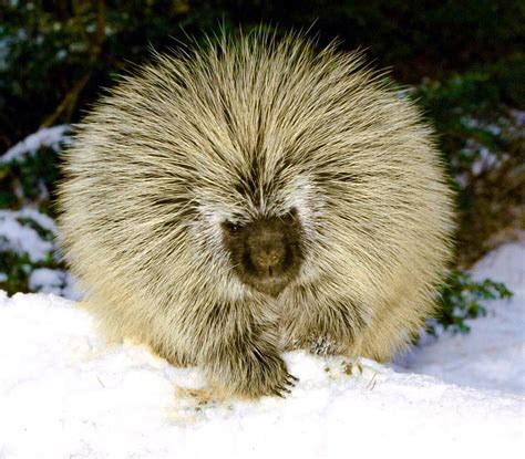 Porcupine In The Snow Animal Wallpaper Animals Winter Animals