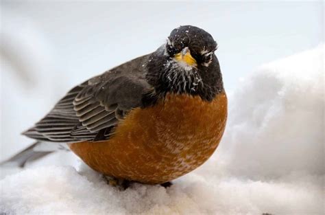 Winter Robin Is Back Focusing On Wildlife