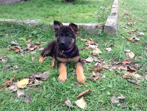 Die entscheidung für ein haustier ist gefallen. Reinrassige Deutsche Schäferhund Welpen in Lübeck | Tiere ...