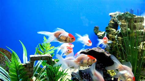 Spring Cleaning Tips For Your Fish Aquarium Wishforpets