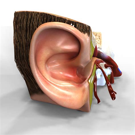 Human Ear Anatomy 3d Model