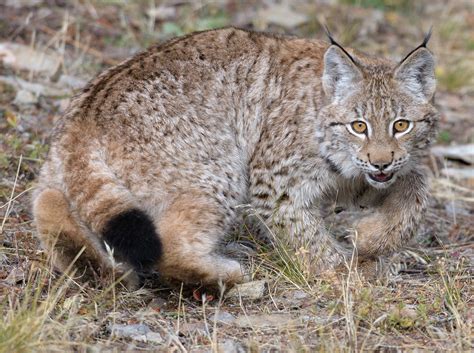 Siberian Lynx Kitten Triple D Raamo Flickr