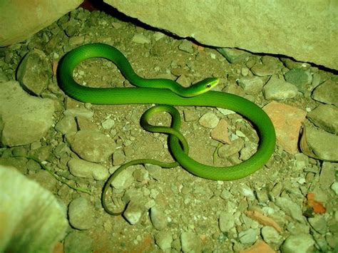 Smooth Green Snake Coahuila Mexico