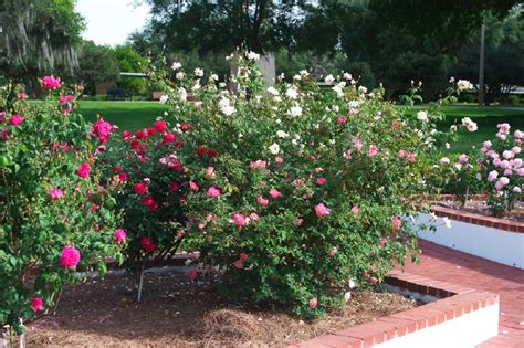 Backyard Rose Garden Design Its Our World