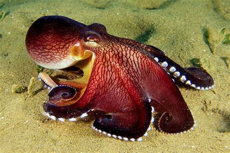 Interesting Facts About Octopuses Some Interesting Facts