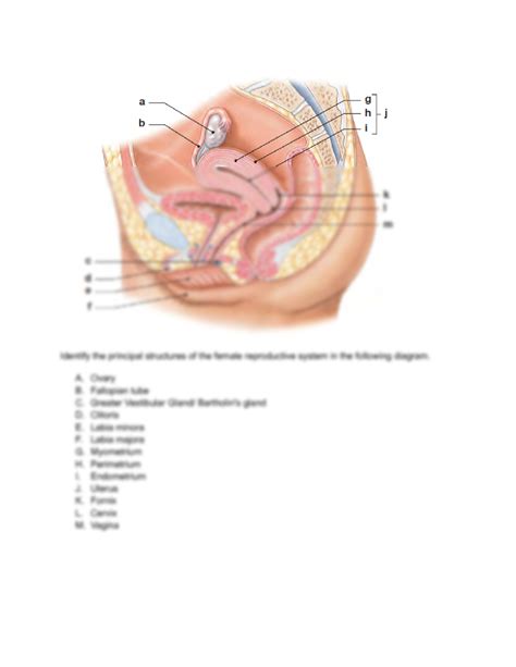 The Female Reproductive System Worksheet