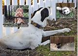 Keep Dog From Climbing Chain Link Fence Images