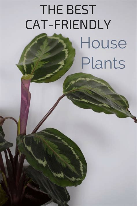Maybe you would like to learn more about one of these? pretty Plants that are not toxic to pets, cat safe house ...