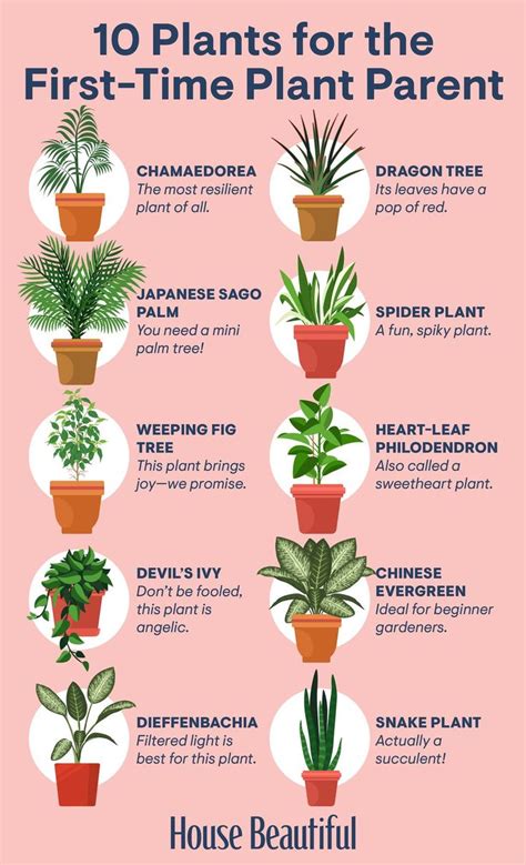 36 Low Light Houseplants Even Beginner Plant Parents Can Keep Alive