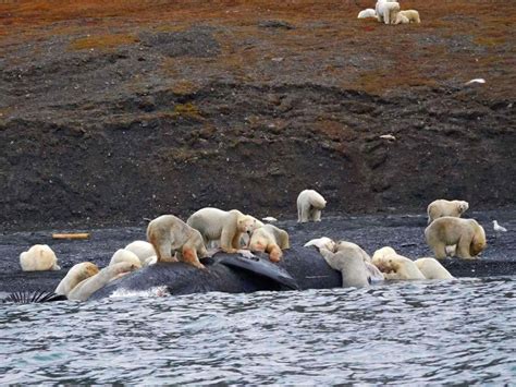 More Than 200 Polar Bears Assembled On Beach In Arctic Russia Eye On