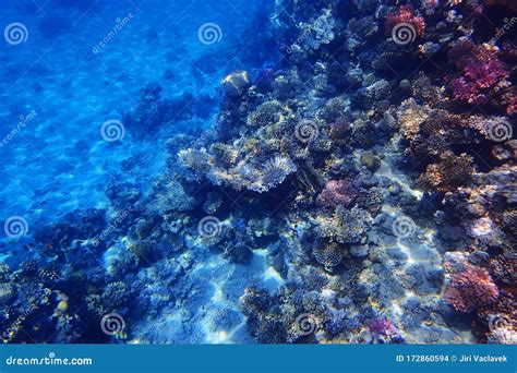 Coral Reef In Red Sea Stock Photo Image Of Landscape 172860594