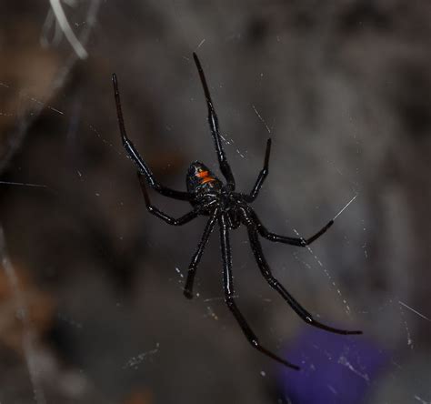 The black widow spider makes a venom that affects your nervous system. Latrodectus - Wikipedia