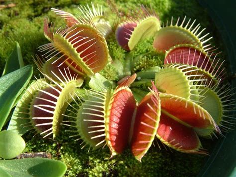 Dionaea Muscipula Piante Carnivore Caratterische Dionaea Muscipula