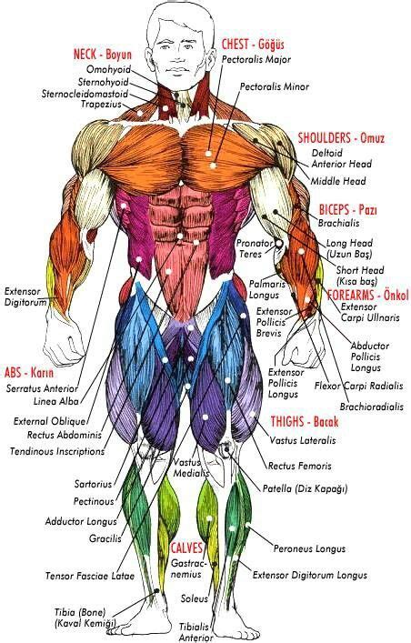 Pptx Bones And Muscles Of The Body Dokumen Tips Hot Sex Picture