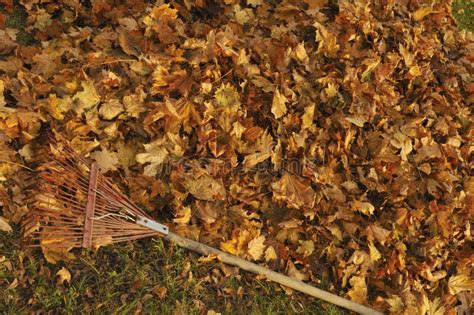 Raking Leaves Stock Image Image Of Deciduous Leaf Tool 30407143