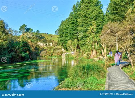 Scenic Beauty Waikato New Zealand Te Waihou Walkway At The Blue