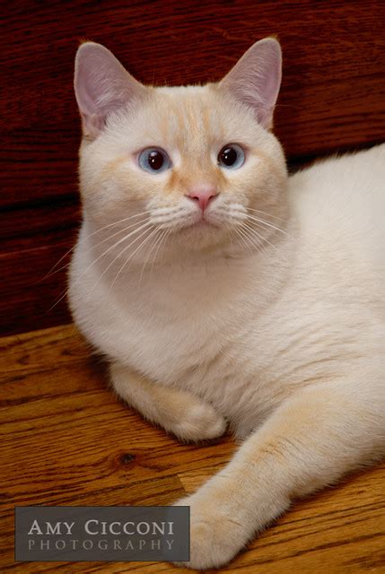 White Flame Point Siamese Cat British Shorthair