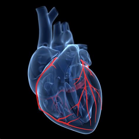 Pourquoi l'anatomie des artères coronaires est-elle importante