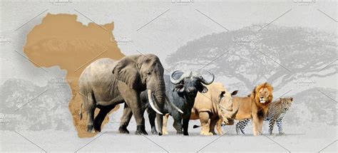 Big Five Africa High Quality Animal Stock Photos ~ Creative Market