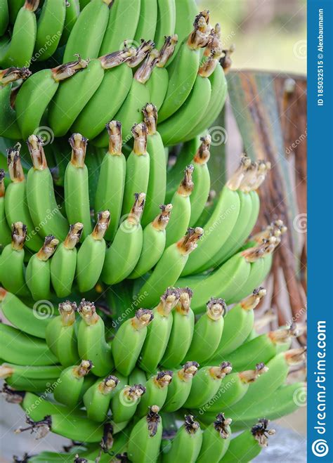 A Large Ripe Of Green Raw Bananas Stock Image Image Of Sweet Natural