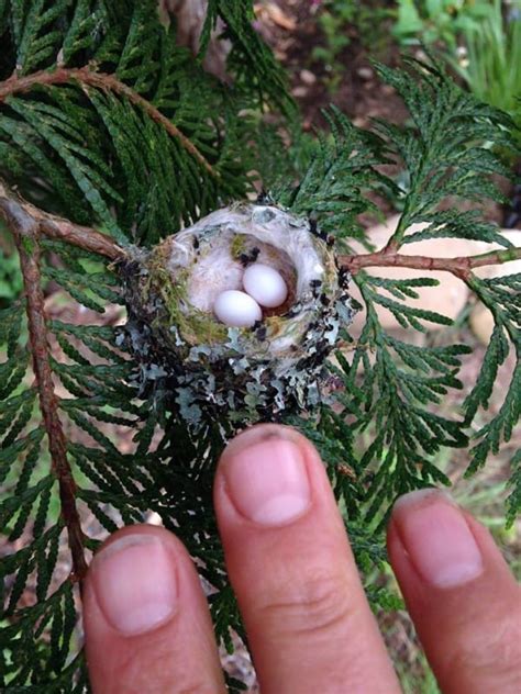 Hummingbird Nests Are As Small As A Thimble Be Careful Not To Prune