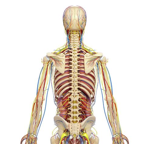 Human Backbone Anatomy Human Body Anatomy Images And Photos Finder
