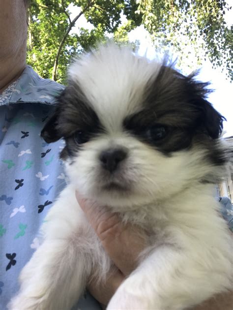 Japanese Chin Puppies For Sale Salem Or 276784